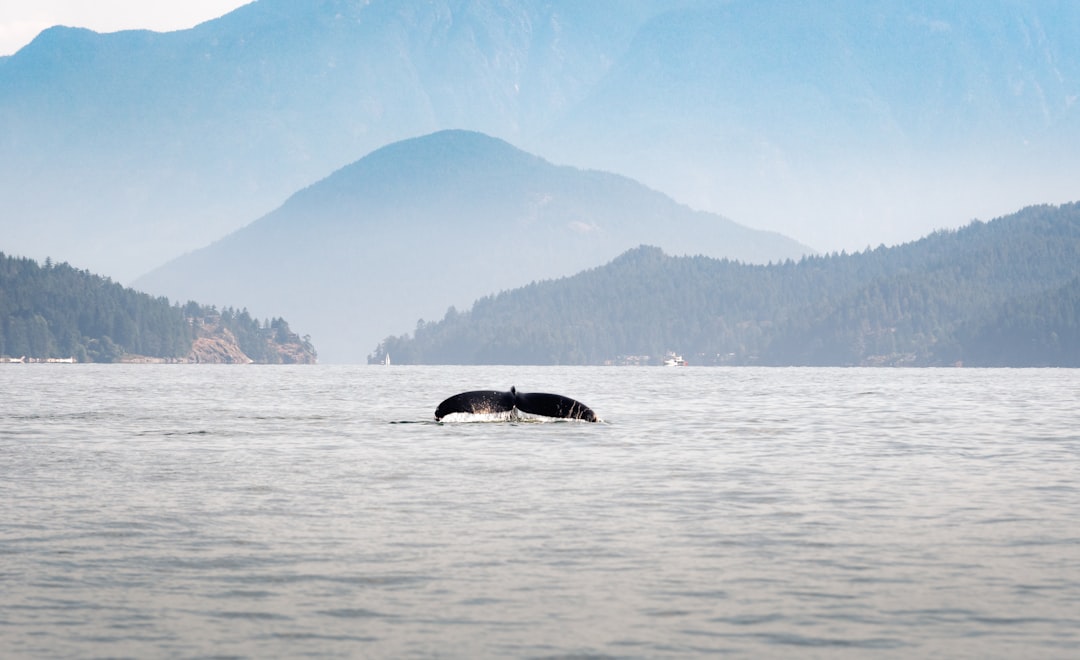 Fjord photo spot Vancouver Harrison Lake