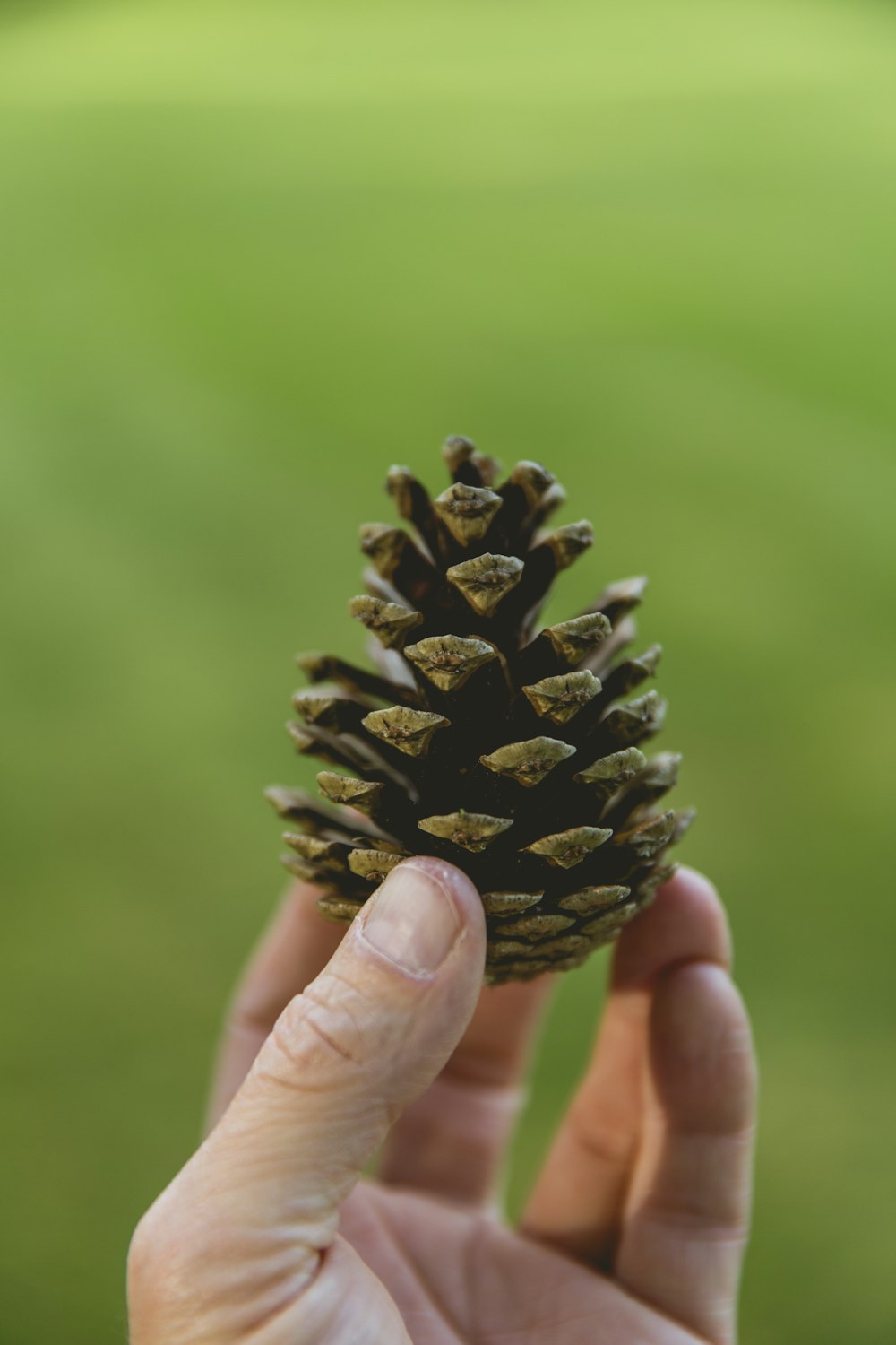 brown pine cone during daytime