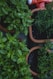 top view photo of green leafed plants in pots