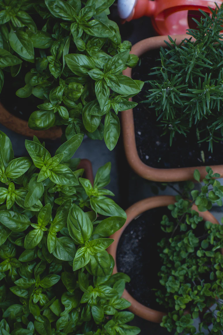 Herbs arranged by sun
    requirement in a tiered balcony stand
