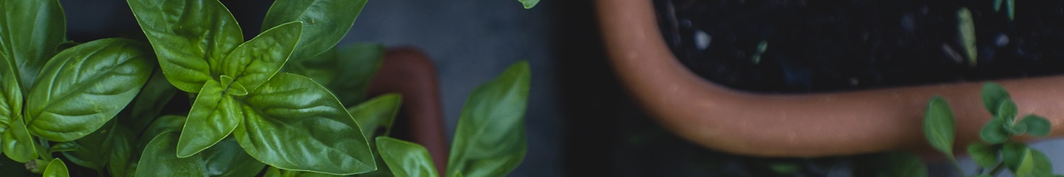 top view photo of green leafed plants in pots