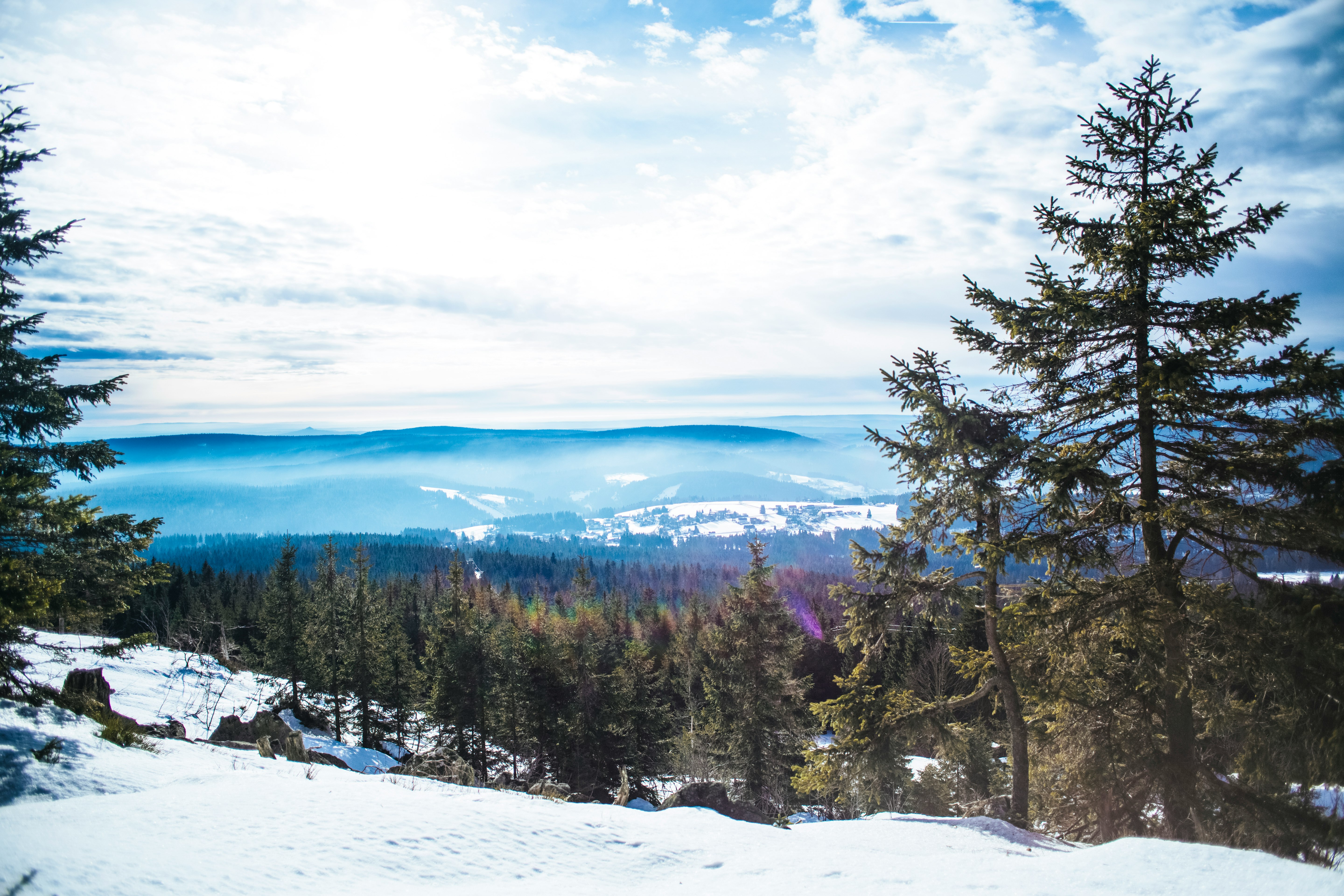 tall green pine trees on snow mountain