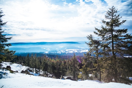 tall green pine trees on snow mountain in Ochsenkopf Germany