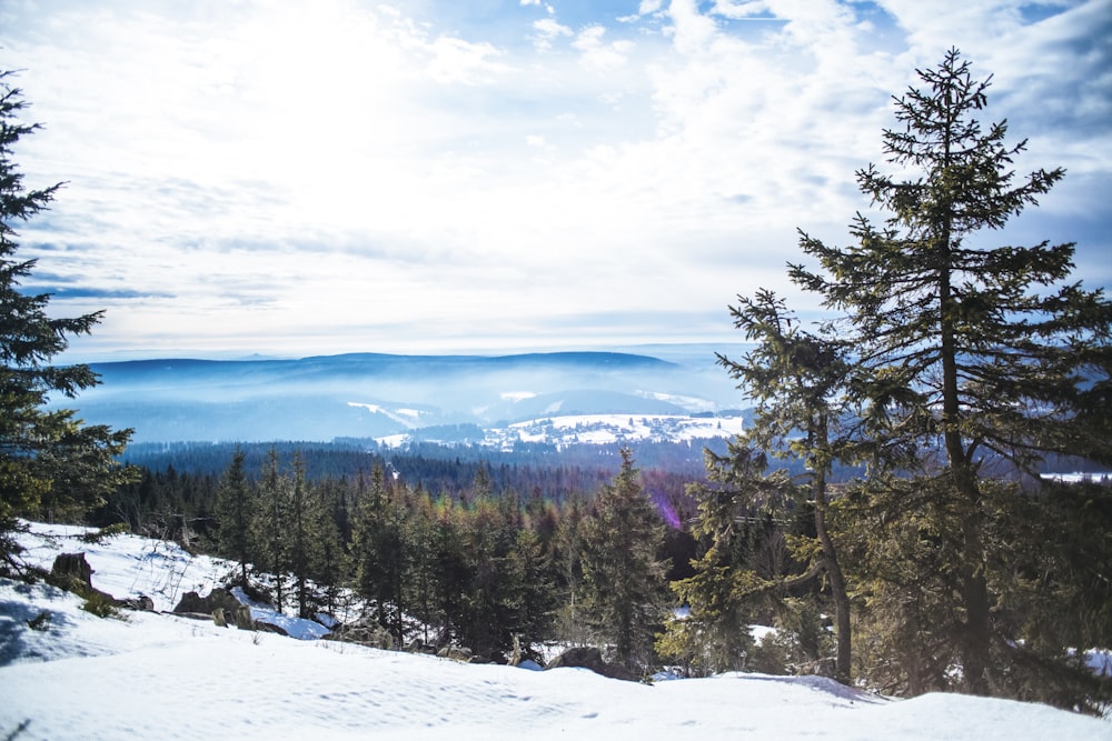 tall green pine trees on snow mountain