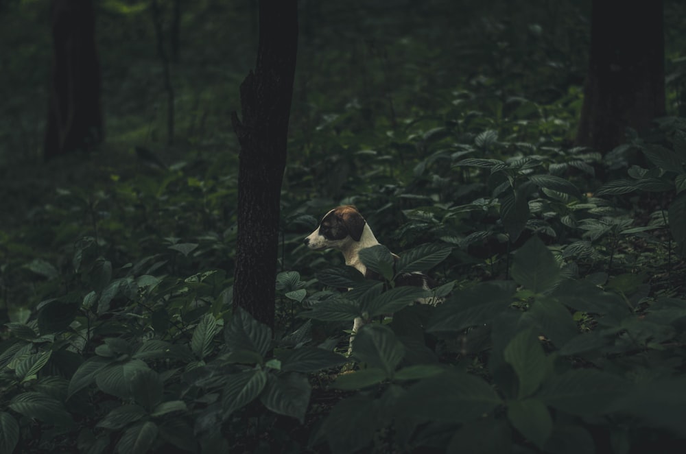 Chien blanc et brun à poil court debout entre les arbres pendant la journée