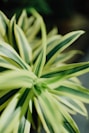 close up photography of green plant