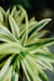 close up photography of green plant
