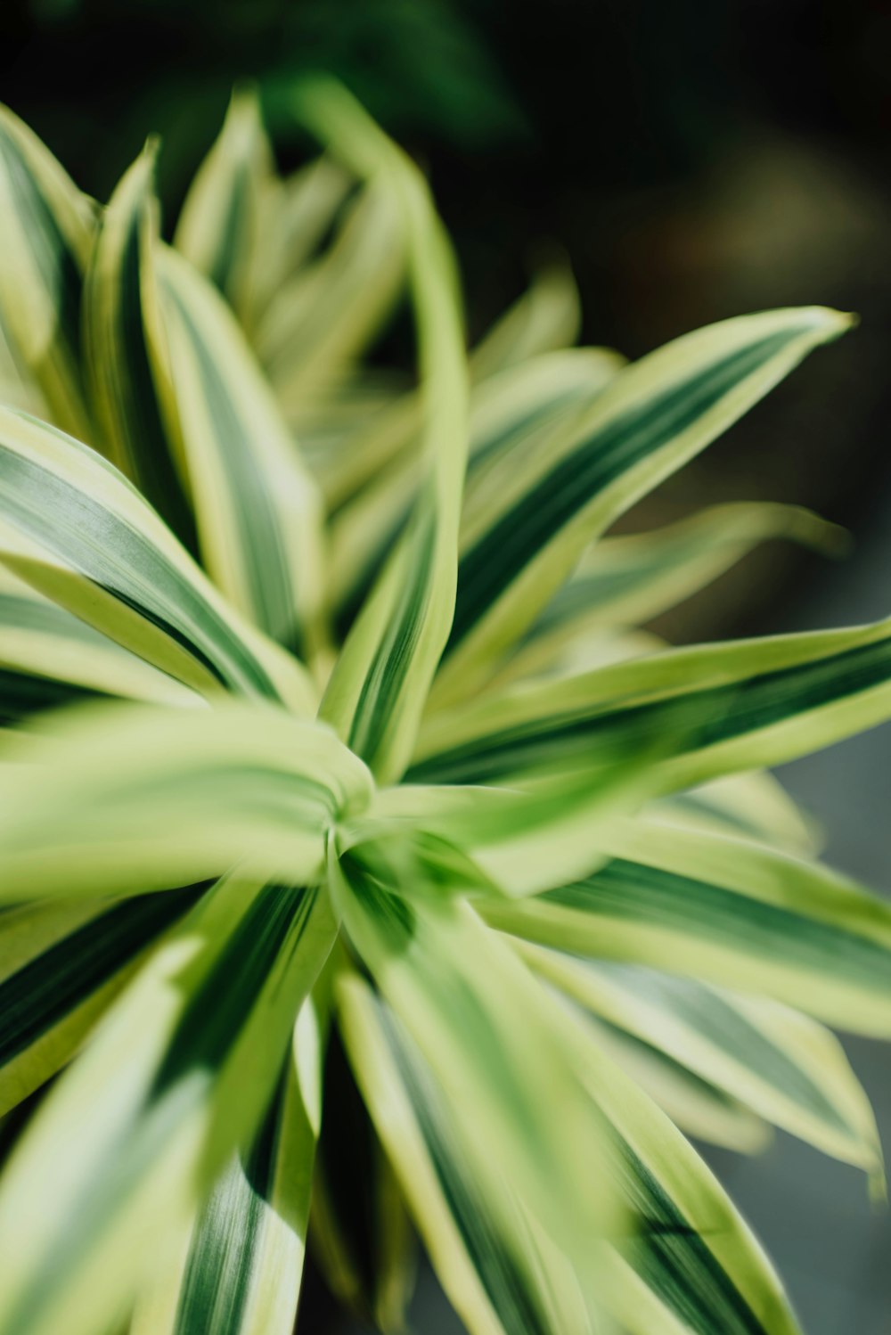 Fotografía de primer plano de planta verde