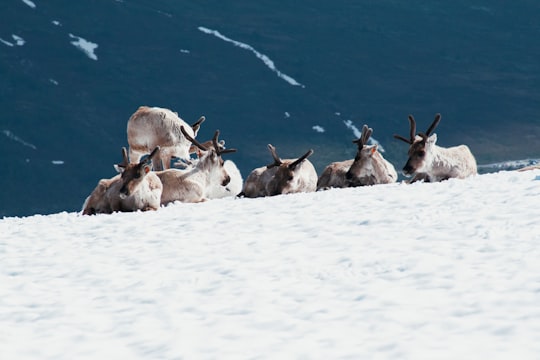 animals on snow field in Besseggen Norway
