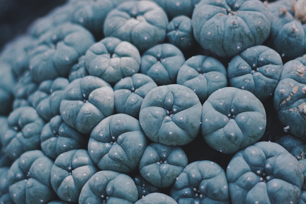 shallow focus photography of blue fruit lot