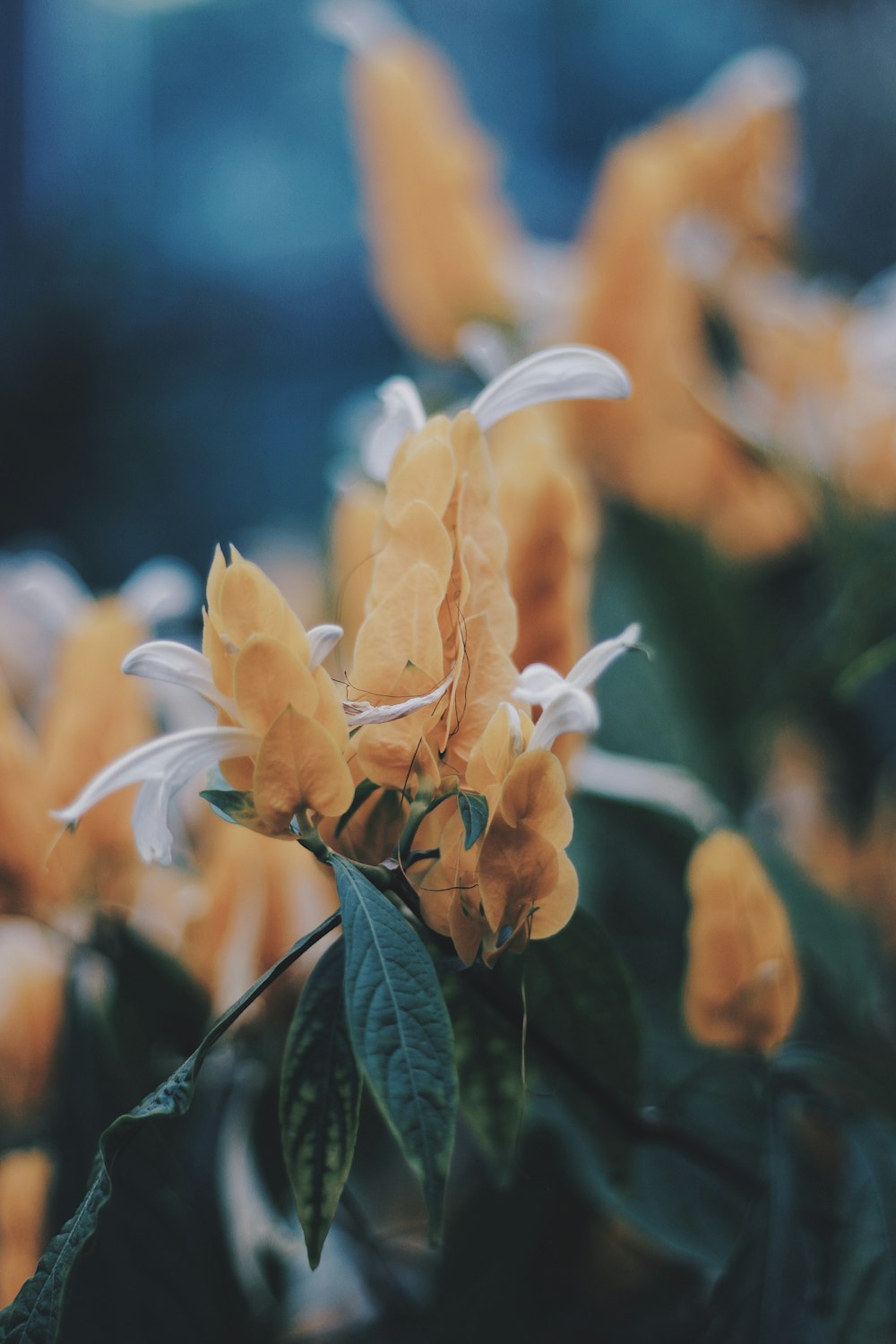 Selektives Fotografieren von gelbblättrigen Blüten