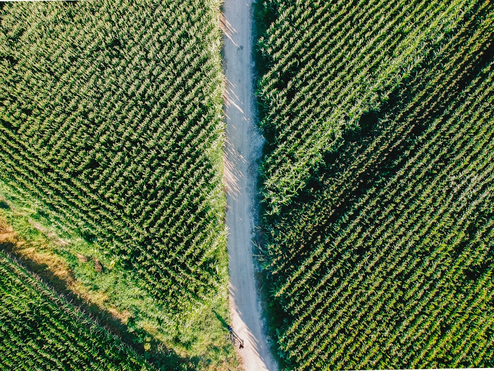 aerial view of pathway and plants