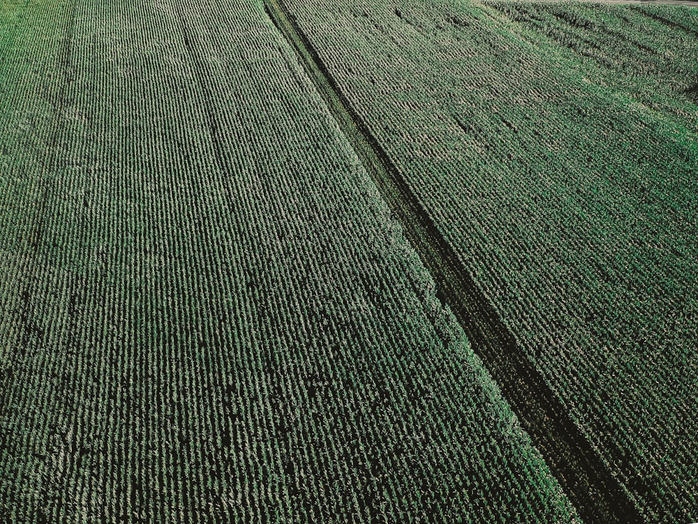 aerial photography of green field