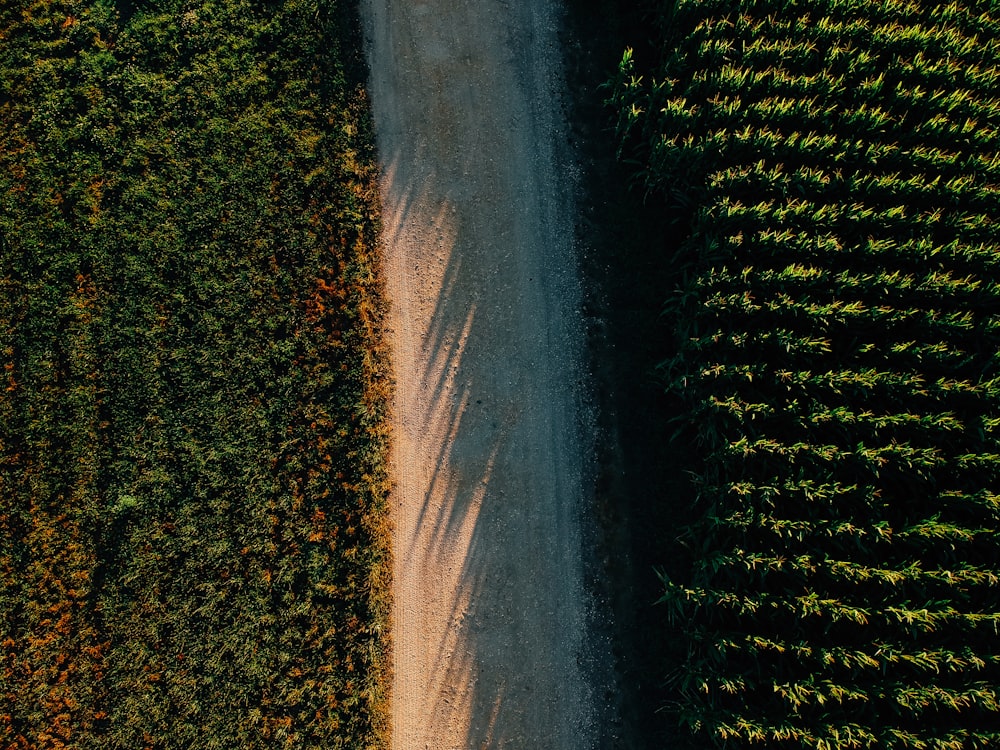 bird's eye view of dirt road