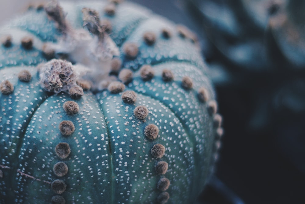 selective focus photography of a cactus