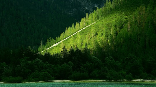 photography of trees at daytime in Lago di Landro Italy