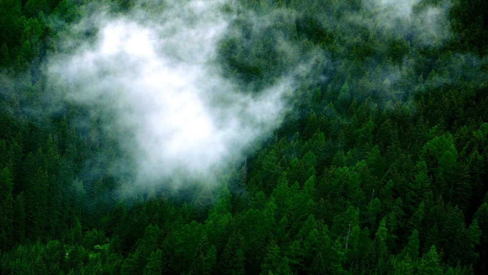 Vue aérienne d’une forêt recouverte de brouillard