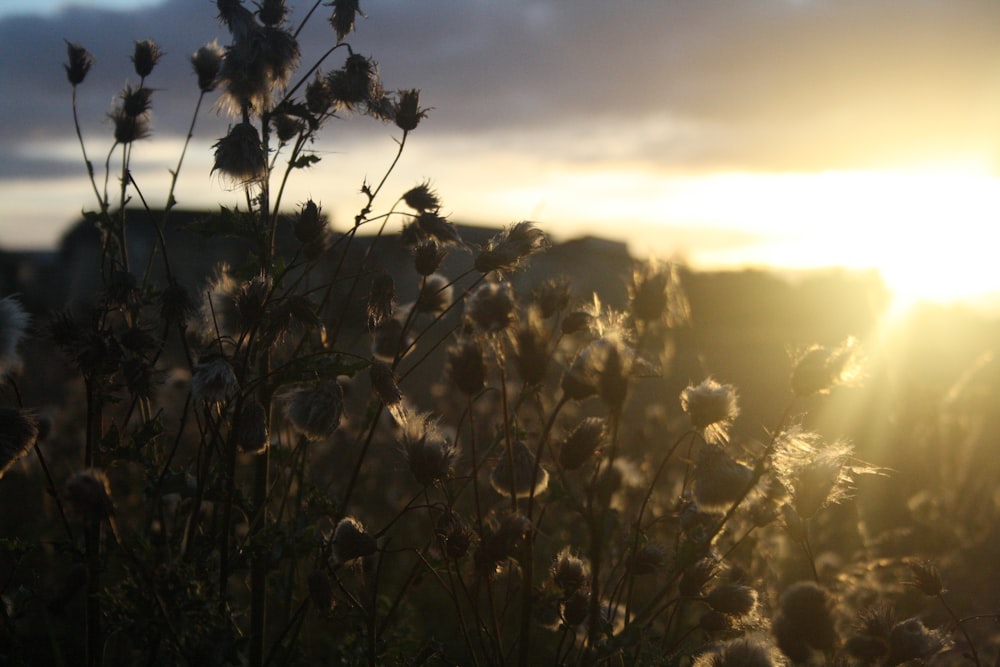 silhouette of tall grass with buds