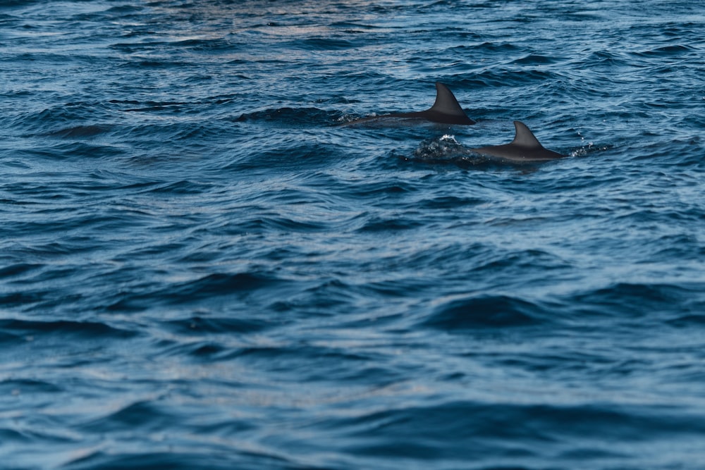 two dolphins in body of water