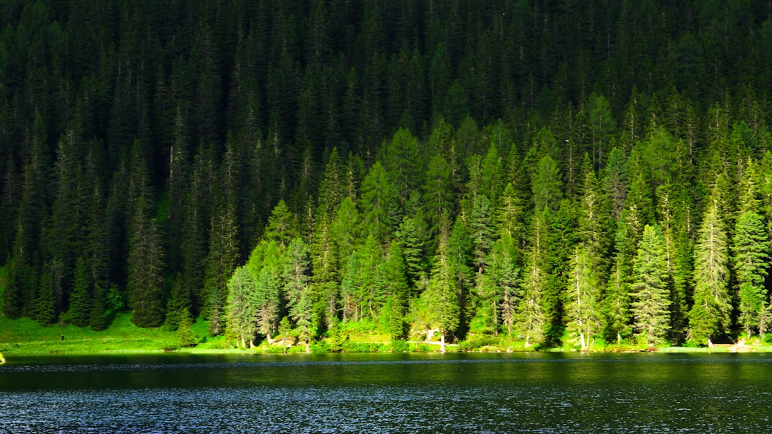 Tropical and subtropical coniferous forests photo spot Lago di Landro Bra