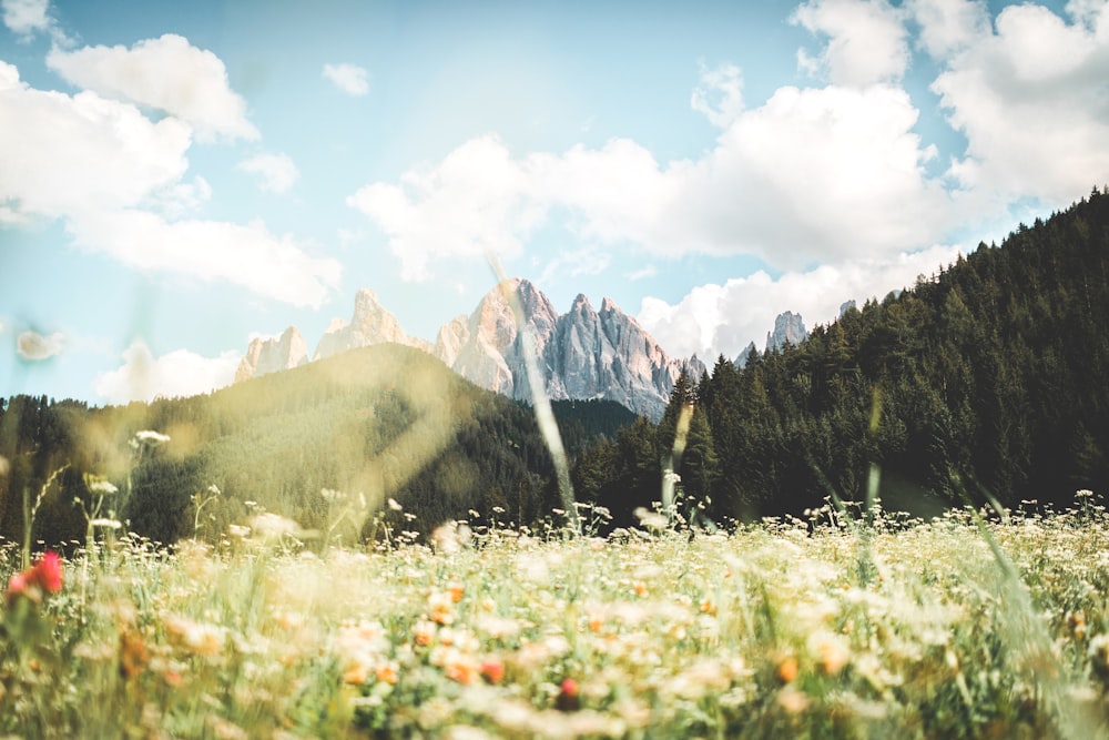 mountain and grass field