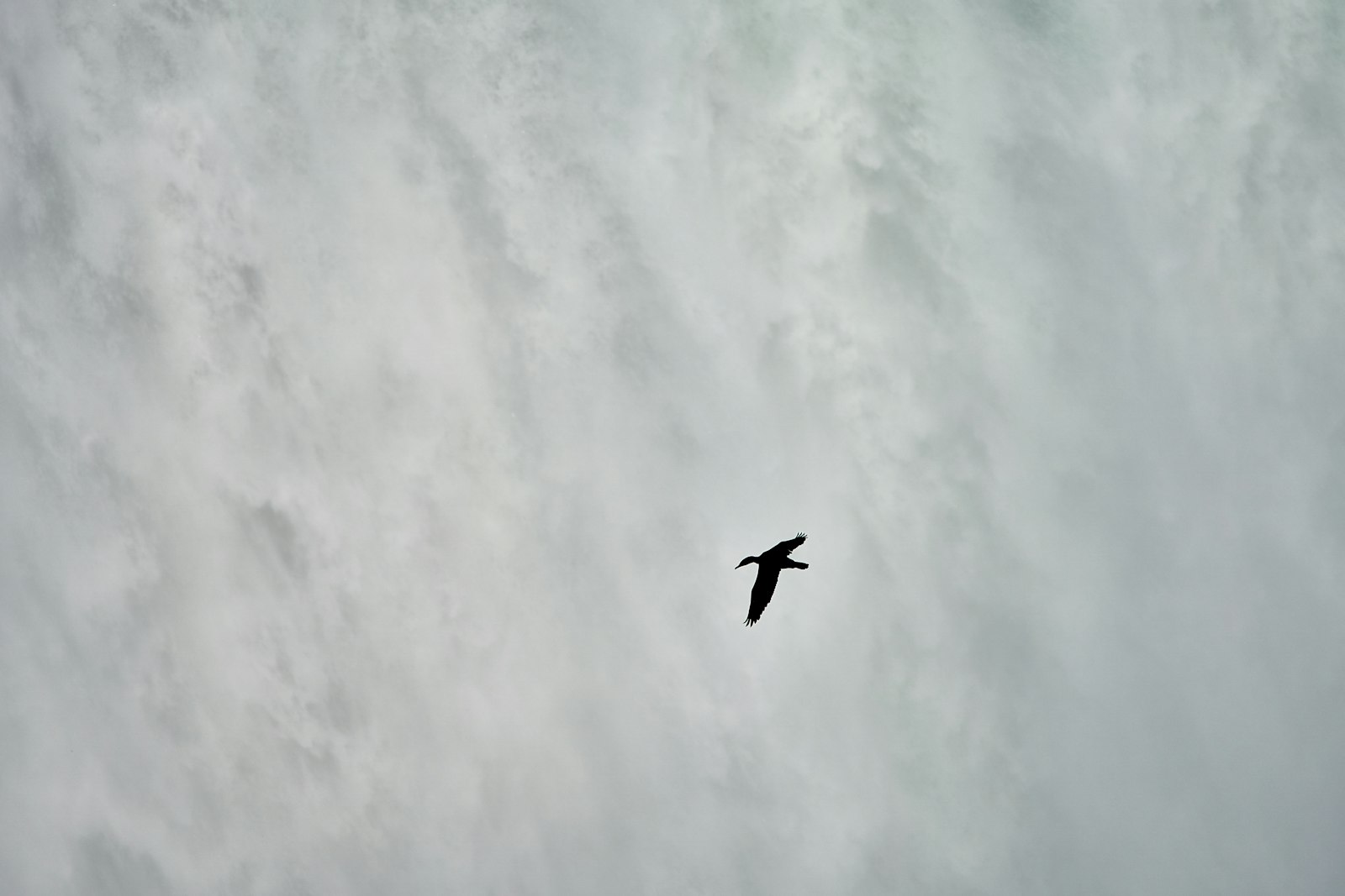 Sony a6500 sample photo. Bird flying outdoors photography