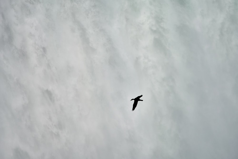 uccello che vola all'aperto