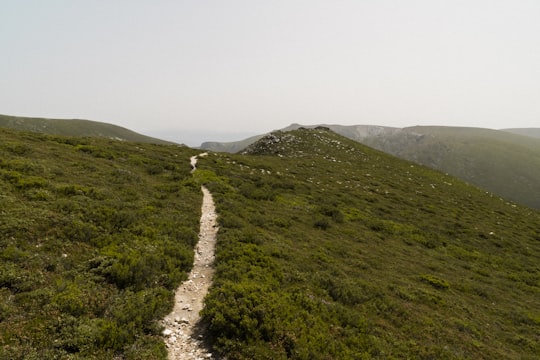 trail between trees in Pena Trevinca Spain