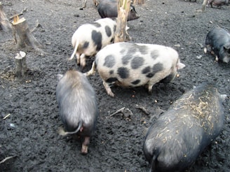 Several pigs, including a spotted pig, move around in a muddy outdoor area littered with tree stumps and patches of hay.