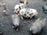 Several pigs, including a spotted pig, move around in a muddy outdoor area littered with tree stumps and patches of hay.