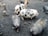 Several pigs, including a spotted pig, move around in a muddy outdoor area littered with tree stumps and patches of hay.