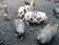 Several pigs, including a spotted pig, move around in a muddy outdoor area littered with tree stumps and patches of hay.