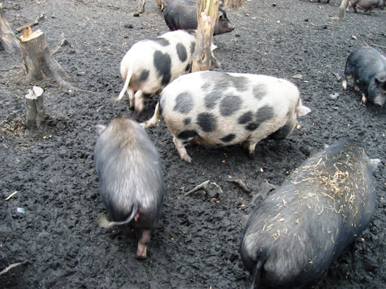 Several pigs, including a spotted pig, move around in a muddy outdoor area littered with tree stumps and patches of hay.