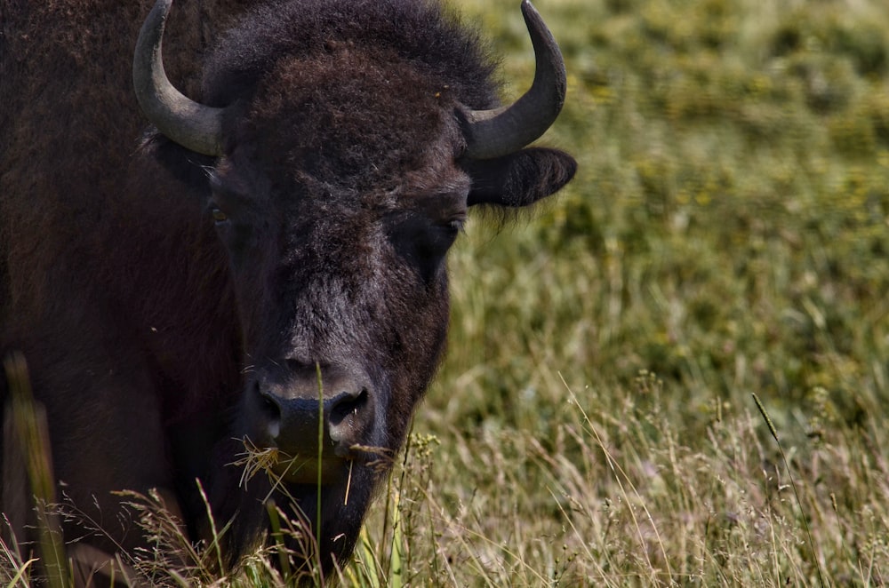 wildlife photography of black buffalo