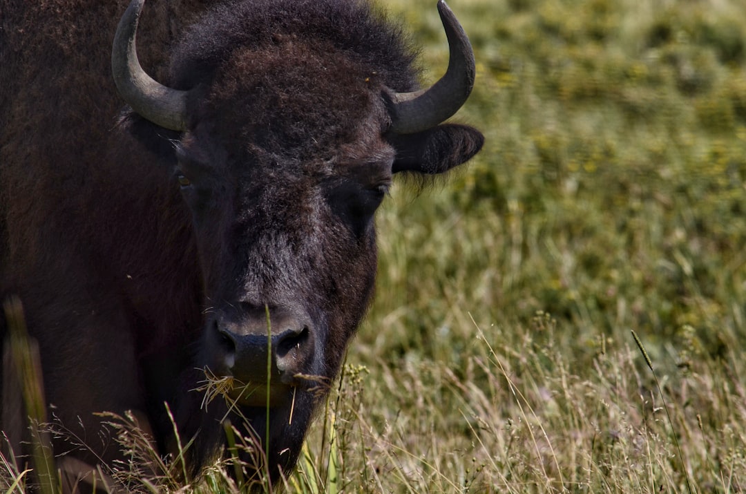 travelers stories about Wildlife in East Glacier Park, United States