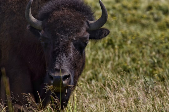 wildlife photography of black buffalo in East Glacier Park United States