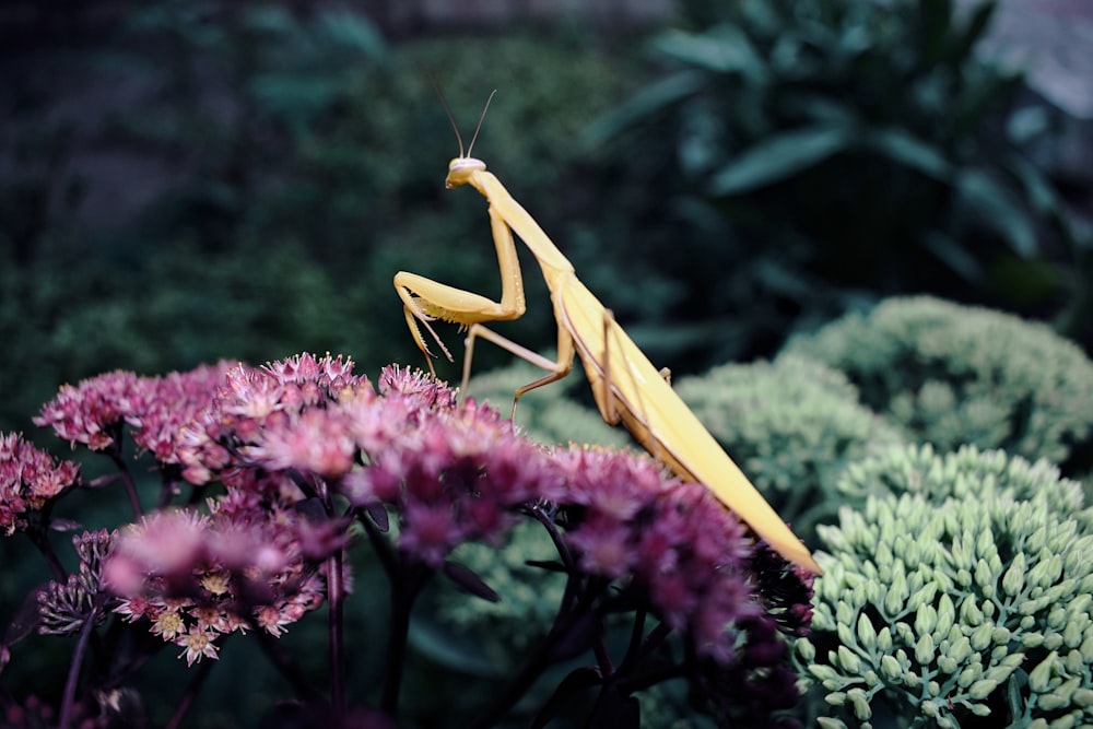 brown praying mantis perched on flower