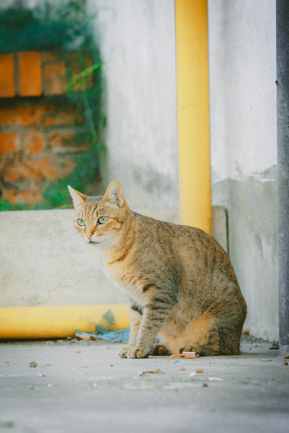 selective focus photograph of brown tabby cat