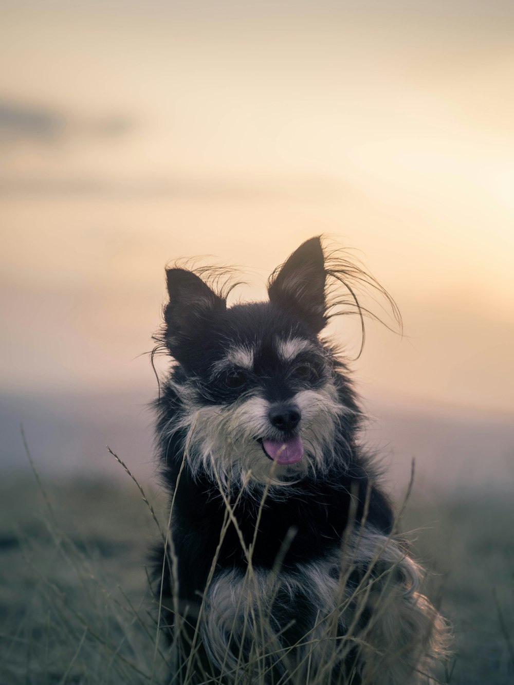 black dog running in the middle of field