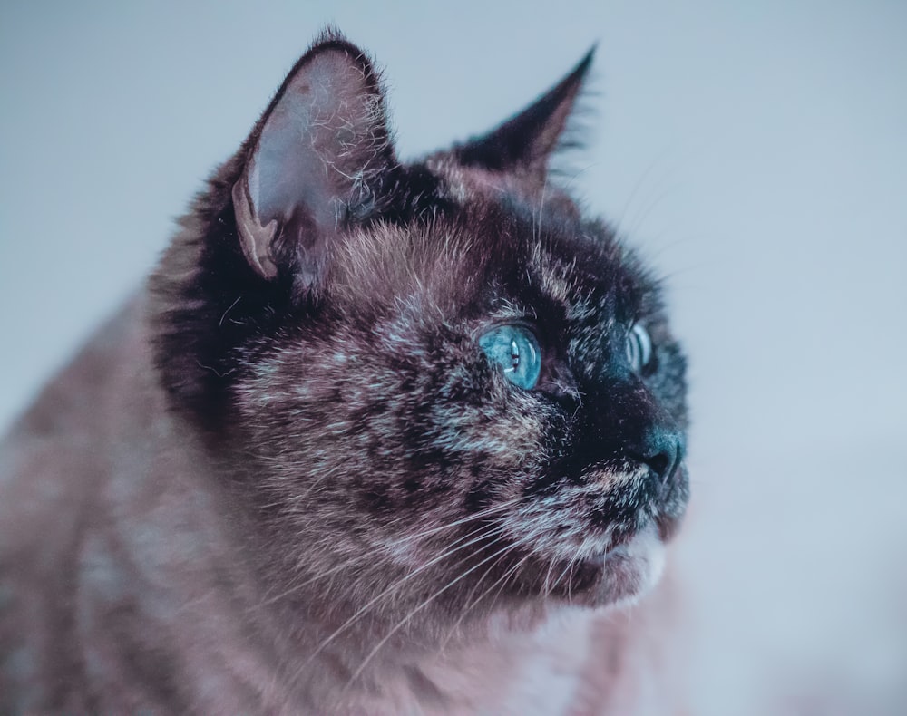 shallow focus photography of cat