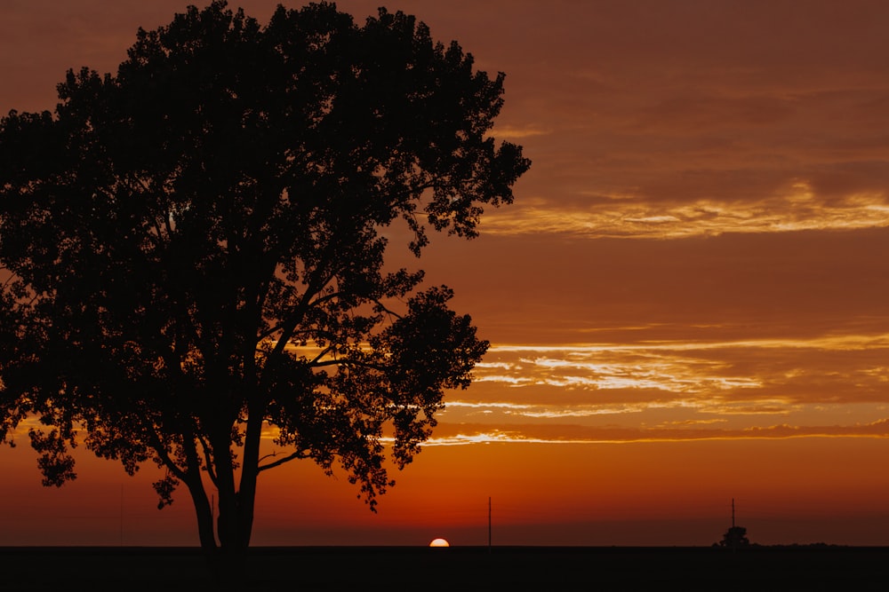 green leafed trees during sunset