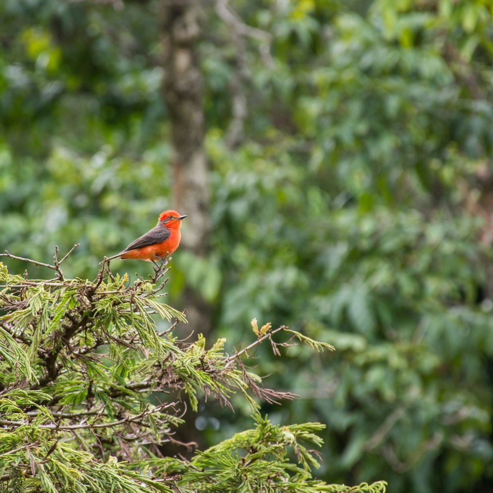 roter und grauer Vogel sitzt auf Baum