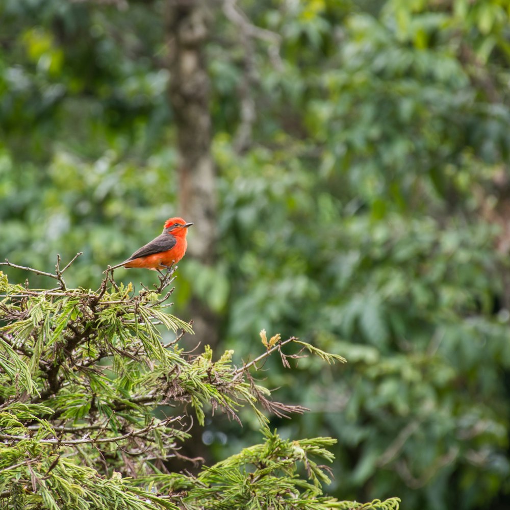 red and gray bird perched on tree