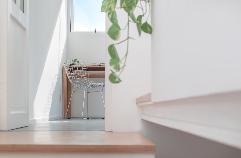 green vine plant on white wall