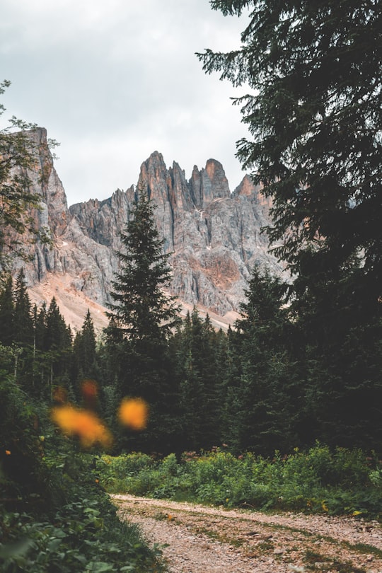 pathway between trees near rocky mountain in Karersee Italy