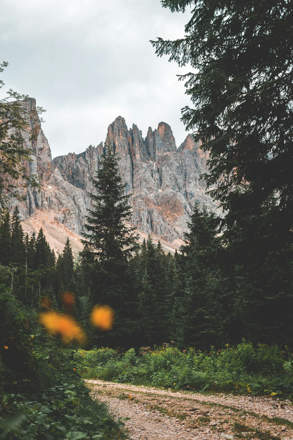 pathway between trees near rocky mountain