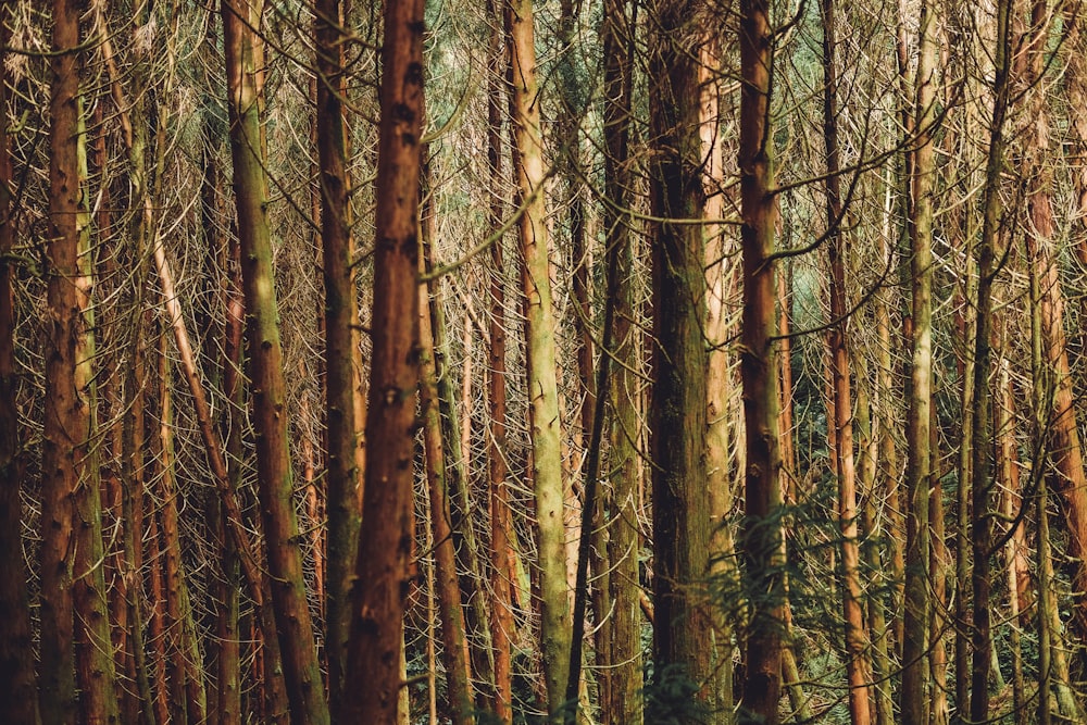 brown trees