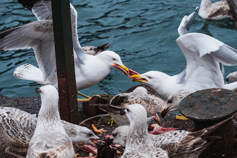 Pájaros blancos cerca de aguas tranquilas