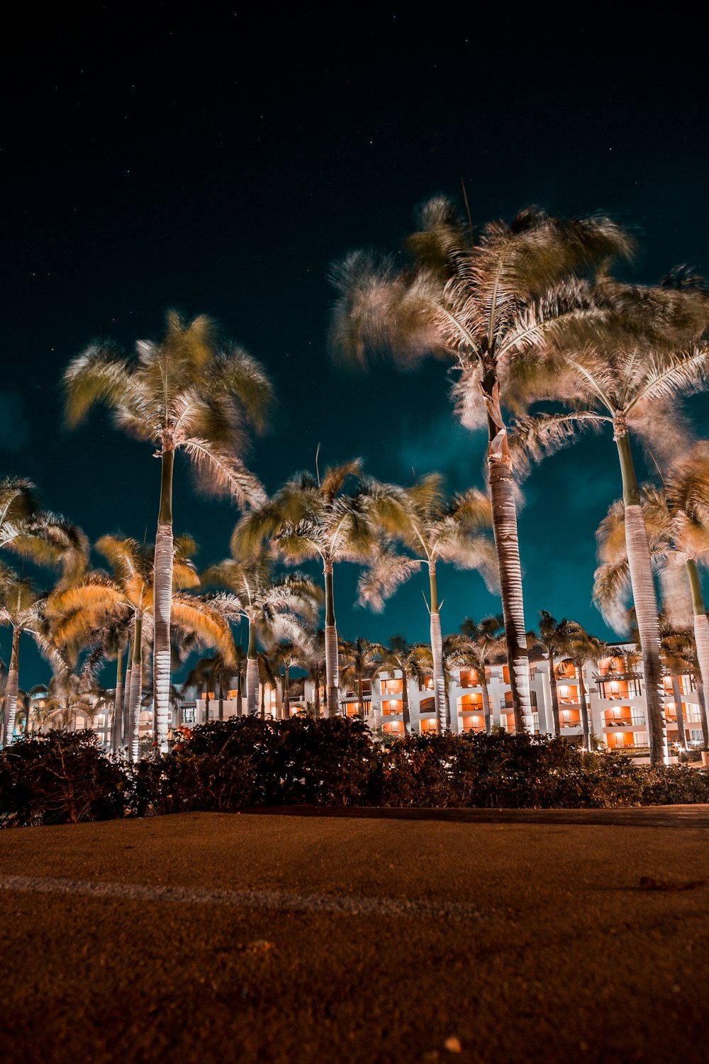 palm trees during nighttime