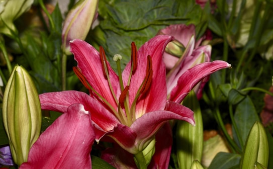 A vibrant pink lily is in full bloom, surrounded by unopened buds and lush green leaves. The petals of the lily are delicate and slightly curled, with prominent dark red stamens visible in the center. The surrounding foliage is dense and adds to the lushness of the scene.